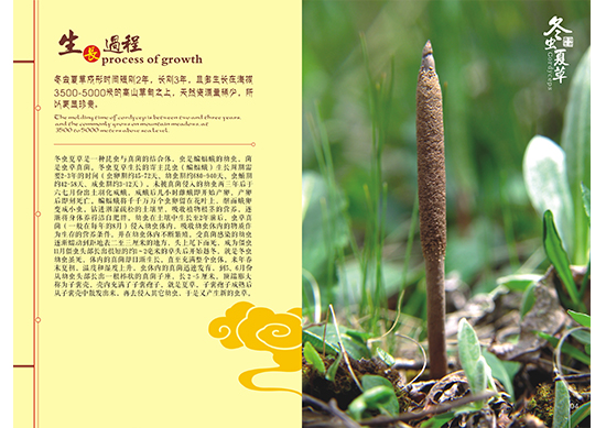 &#108;&#111;&#103;&#105;&#110;&#95;&#35946;&#38376;&#22269;&#38469;